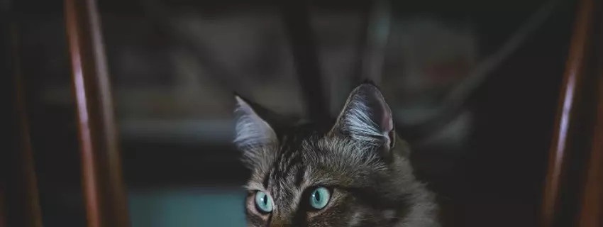 Britisch Kurzhaar - Sind Britisch Kurzhaar Katzen anfällig für Krankheiten?