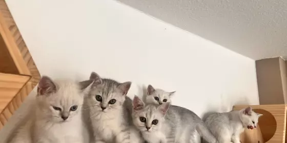 Bkh kitten silver shaded und Silver Tabby  ansehen