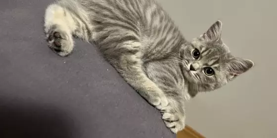 British Kurzhaar Kitten ansehen