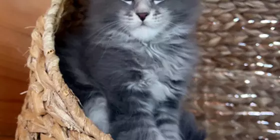 Zuckersüße reinrassige Maine Coon Kitten typvoll  ansehen