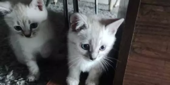 Bengal BKH Kitten  ansehen