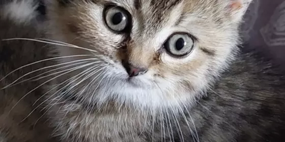 BKH Tabby süßes kitten Eltern vor ort geimpft entwurmt  ansehen